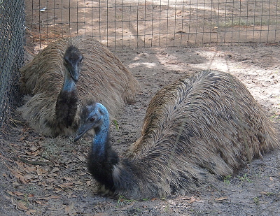 [Two emus, facing the camera, are on the ground resting. Their feathers on their body appear similar to a person's head who's hair has been parted down the center. The feathers appeart to have a part down the spine of the bird and the feathers fall at different levels down the sides.]